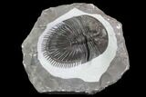 Large, Thysanopeltella (Thysanopeltis) Trilobite - Jorf #107297-3